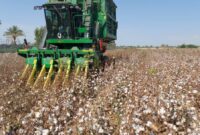 بعد از بیش از پنج دهه برداشت طلای سفید در سیستان و بلوچستان آغاز شد