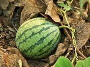 هندوانه های شیرین نیکشهری برای شب یلدا راهی بازار شد.