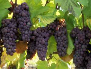 انگور یاقوتی سیستان و بلوچستان وارد بازار شد