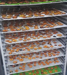 اولین کارگاه تولید و بسته بندی چیپس میوه های گرمسیری و نیمه گرمسیری درشهرستان ایرانشهر افتتاح شد.