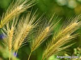 ۴ هزار هکتار جو در اراضی کشاورزی خاش کشت شد