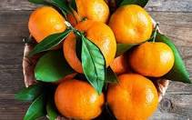 بیش از ۶۵۰ تن نارنگی پاکستانی از مبادی مرزی سیستان وبلوچستان وارد ایران شد