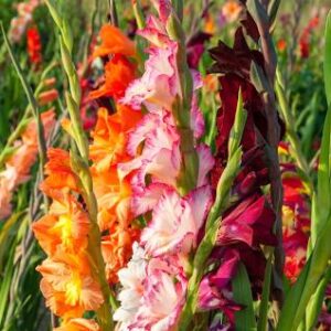 کشت الگویی گل گلایول در اراضی کشاورزی شهرستان زرخیز زرآباد