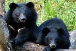 نیکا و نیما جهت درمان به تهران منتقل شدند