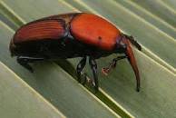 مبارزه با “سوسک سرخرطومی حنایی خرما” در ۴۶ هزار هکتار از نخلستان های سیستان و بلوچستان