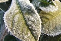 زاهدان به نقطه انجماد رسید زاهدان به نقطه انجماد رسید