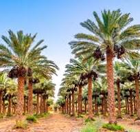 توسعه ۷۶۰۰ هکتاری باغات در سیستان و بلوچستان