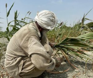 صدور اسناد روستایی به صورت رایگان انجام‌می‌شود/ ۸۷ درصد اراضی کشاورزی سیستان و بلوچستان حدنگاری شده است