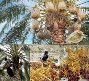 سرقت گسترده خرما در سراوان؛ نخل‌داران با دلی پر درد فریاد عدالت سر دادند