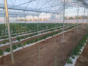 رشد چشمگیر کشاورزی در شهرستان سیب و سوران با جذب سرمایه‌گذاری‌های بومی