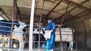 ۴۷ هزار رأس دام سنگین علیه لمپی‌اسکین واکسینه شدند