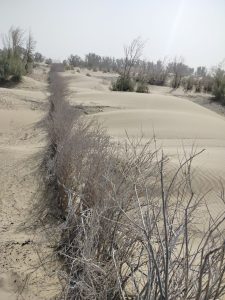 مقابله با پدیده ریزگردها در دشت سیستان با اجرای بادشکن‌های غیرزنده